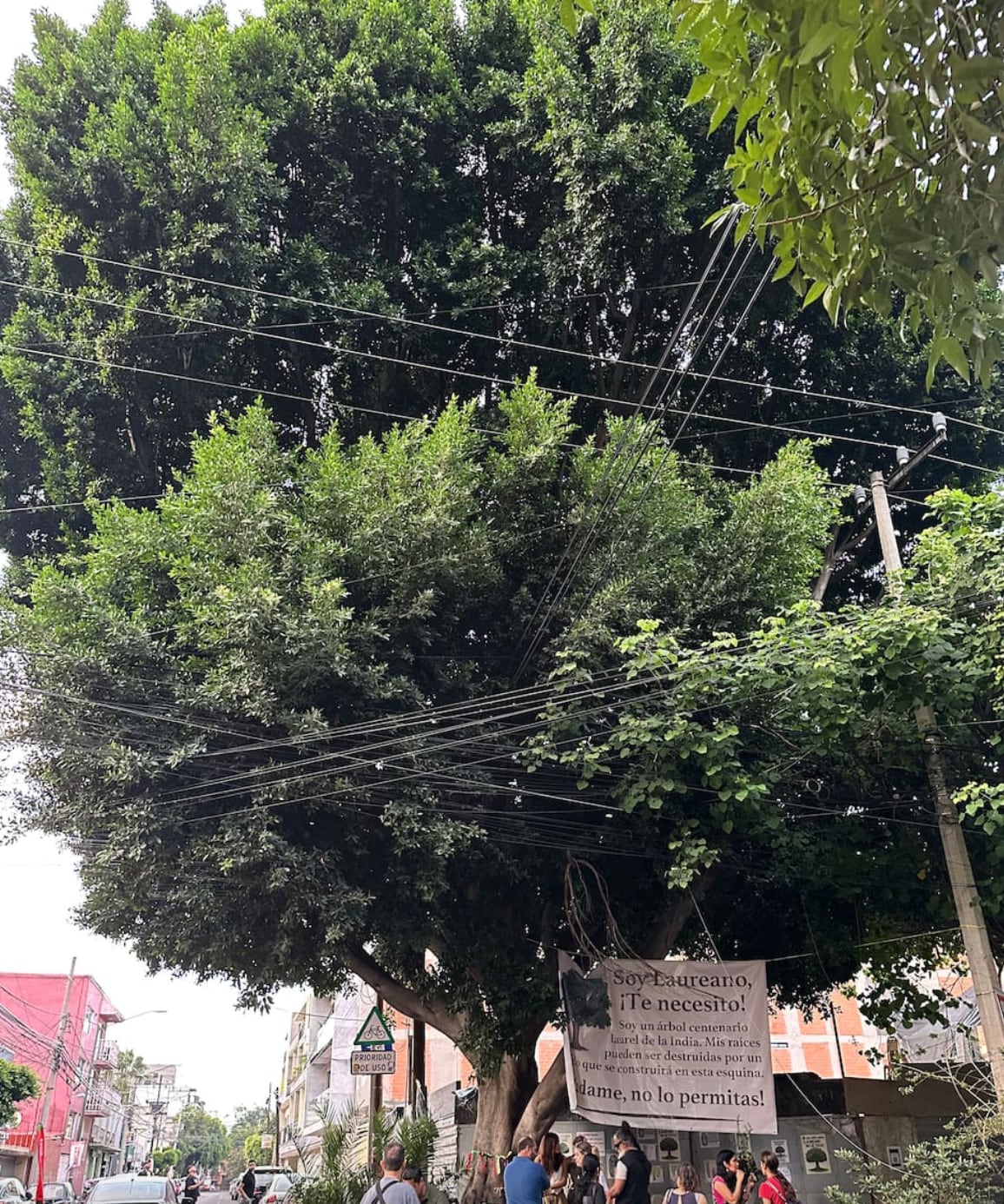 Laureano ahora es Patrimonio Natural de la Ciudad de México