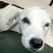 Muere perrita que esperó un mes a sus dueños en un aeropuerto