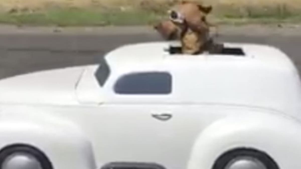 Perro manejando en la carretera