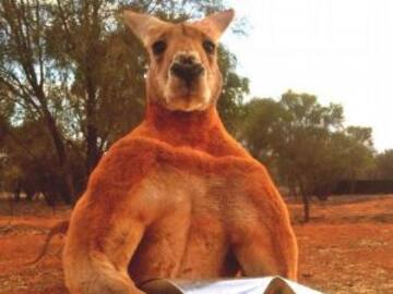 CANGURO AUSTRALIANO CON LA FUERZA DE UN BOXEADOR.