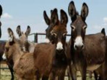 Arrestan a 8 burros en La India