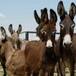 Arrestan a 8 burros en La India