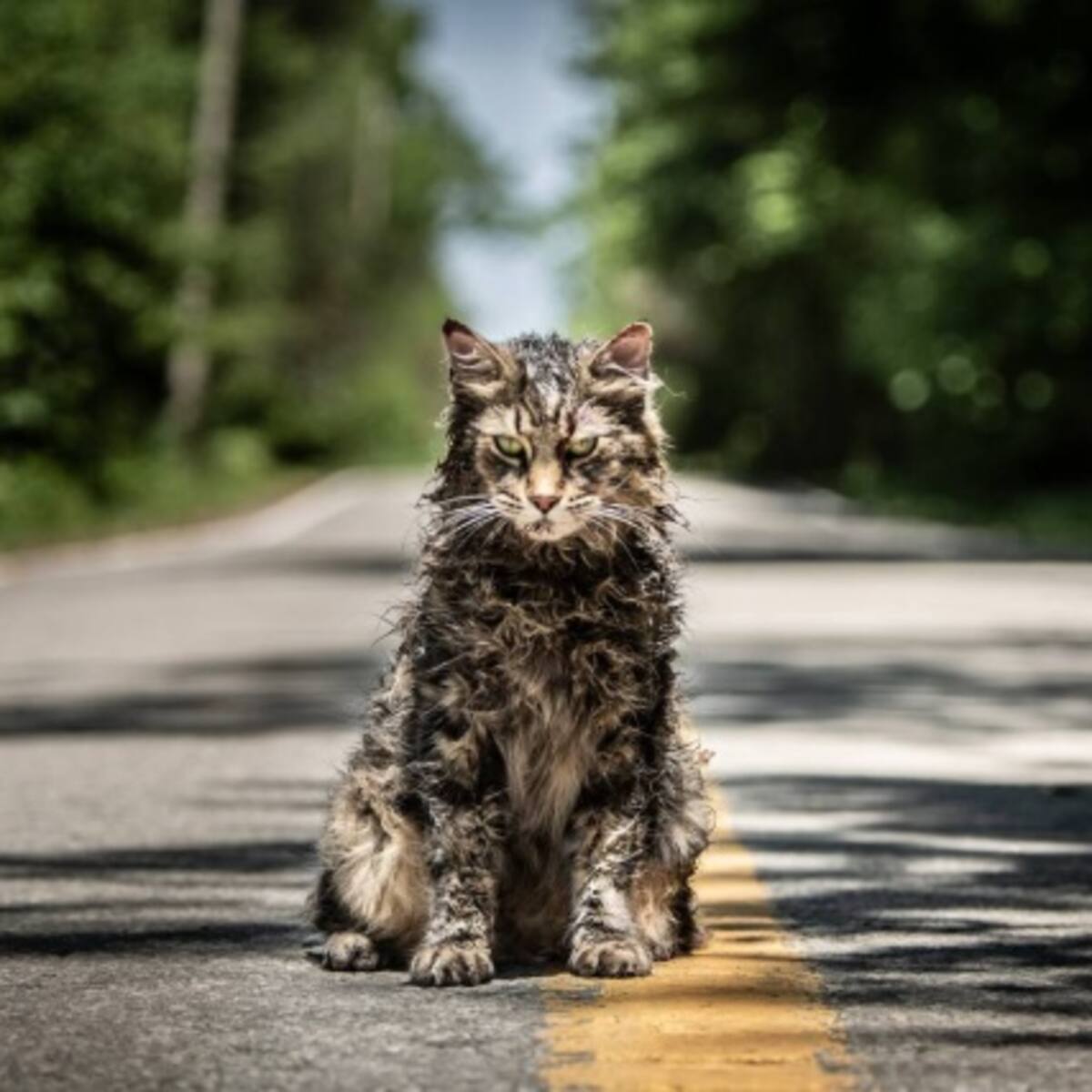 Especial De Película "Cementerio Maldito"