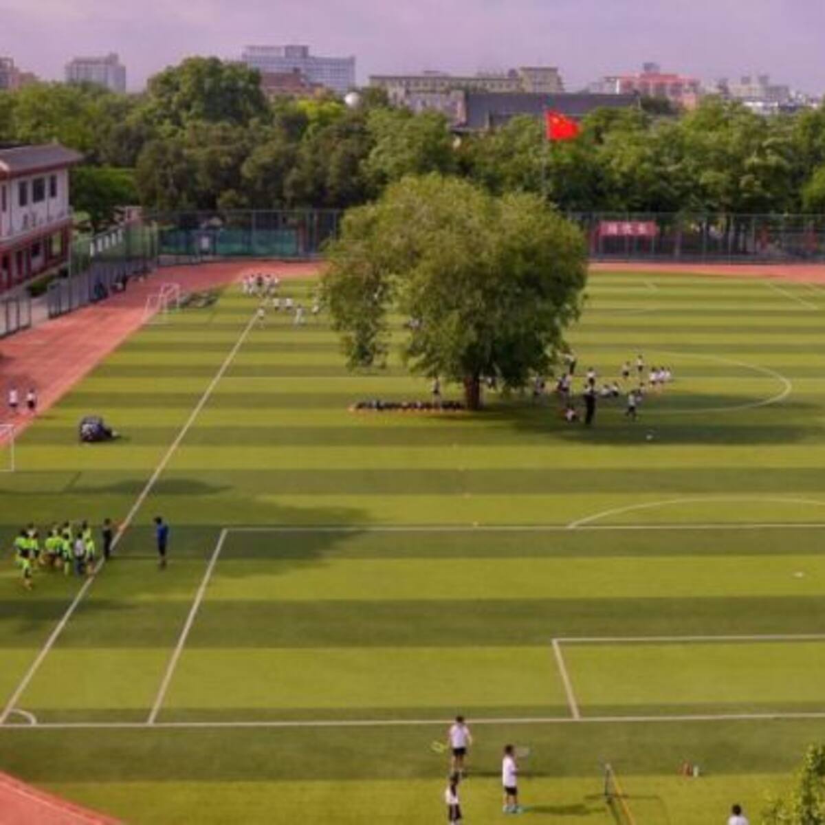Un árbol está ubicado en medio de una cancha por una muy buena razón