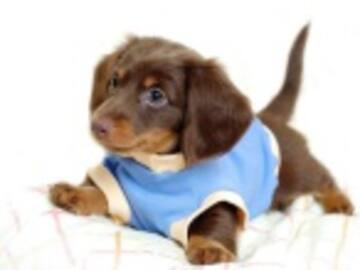 Un granjero millonario murió atropellado por un tractor conducido por su perro