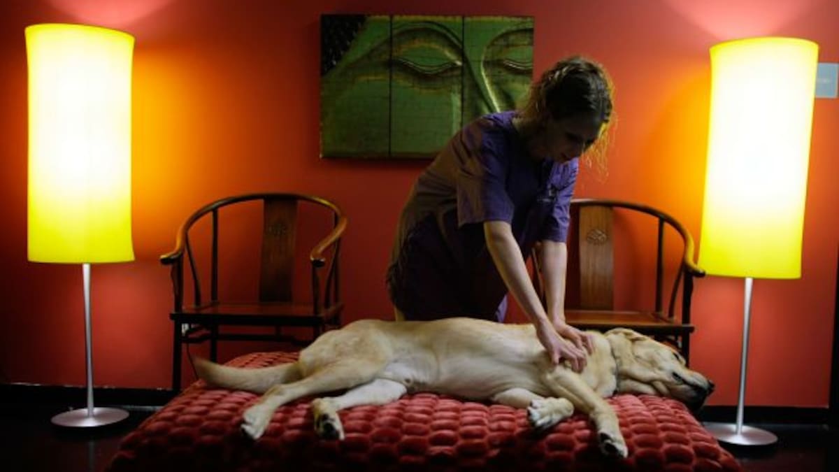 Los perros más consentidos