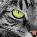 ¡Gato Radioactivo!