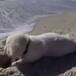 Perrito se enoja con el mar luego de que destruyera su castillo de arena