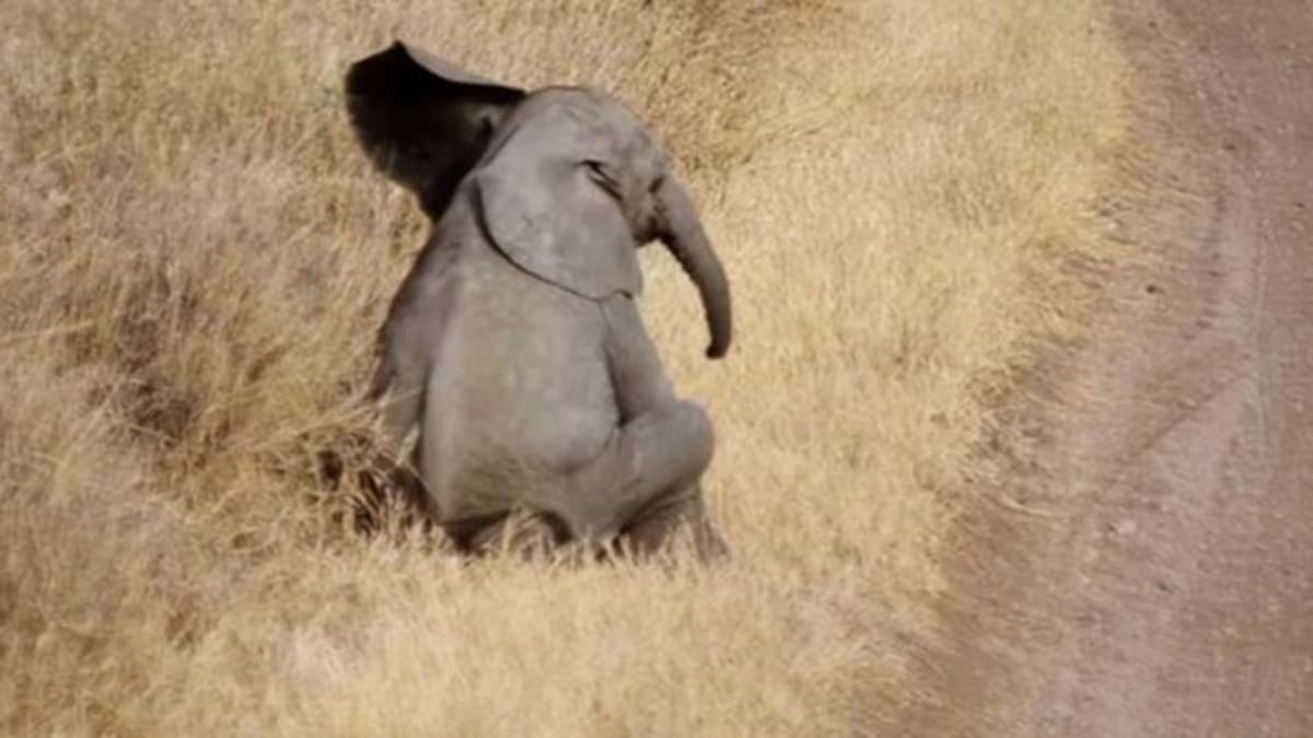 Bebé elefante hace berrinche a su mamá y enternece en redes sociales