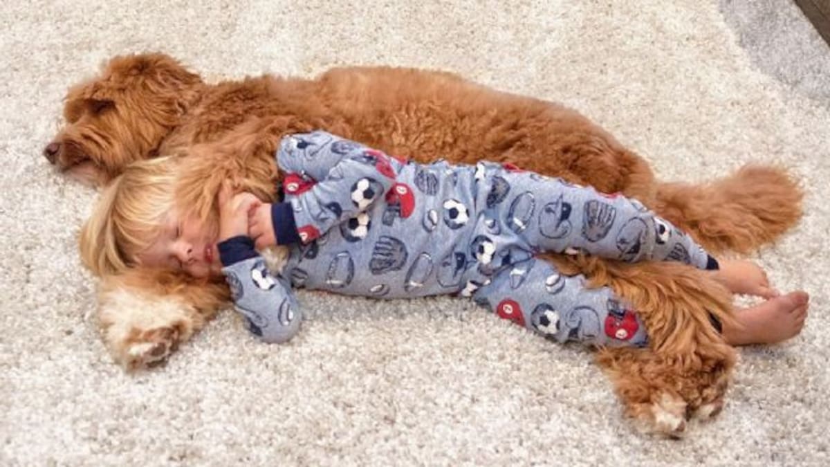 La amistad entre un perrito y un niño conquista a los internautas