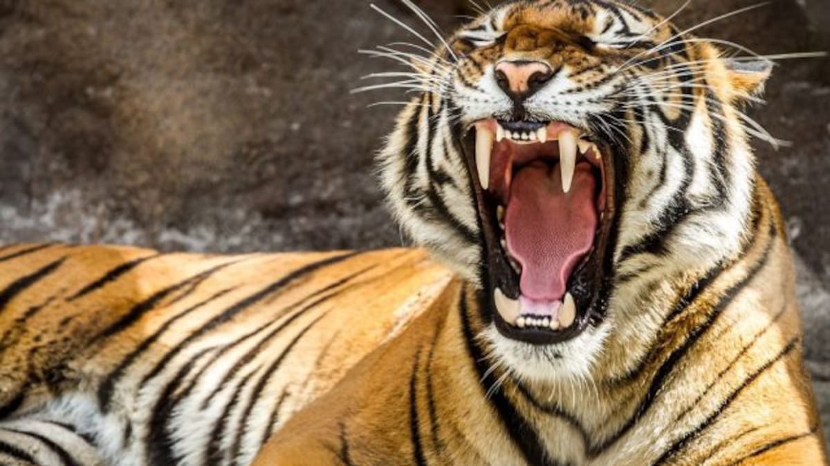 Una madre de plástico ayuda a salvar cachorros de tigre