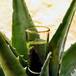 El mezcal se destilaba antes de la colonia