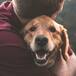 China prohíbe el consumo de perros como alimento exótico