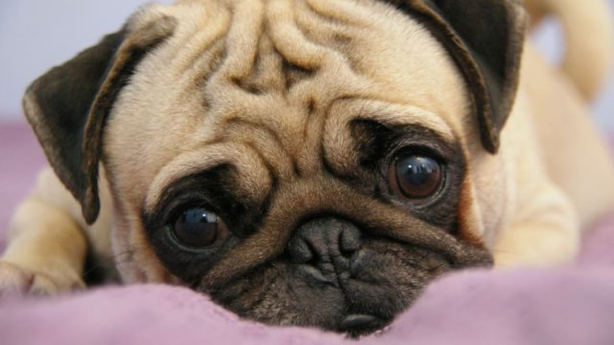 ¡Los humanos no pueden resistirse a los ojos de los cachorros!