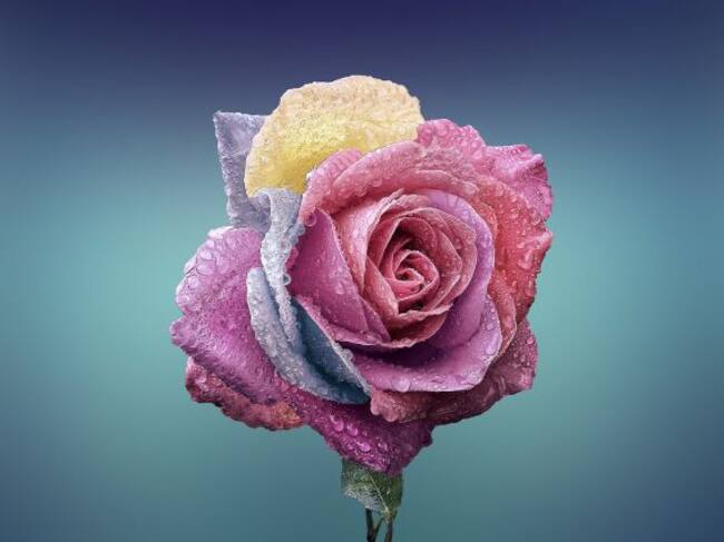 El enamoramiento pasa muy raras veces