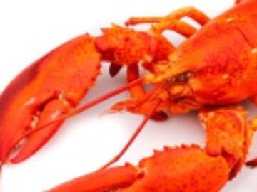 Prohiben hacer sufrir a las langostas