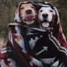 La pareja de perritos que conquistó Twitter