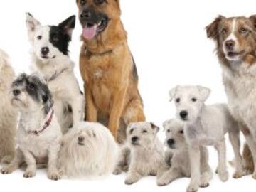 Tu perro te podría estar engañando