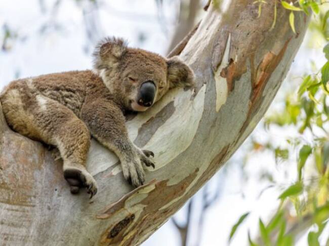 Aún no se sabe con certeza cuáles son las medidas que se deben de adoptar para poder rescatarlo