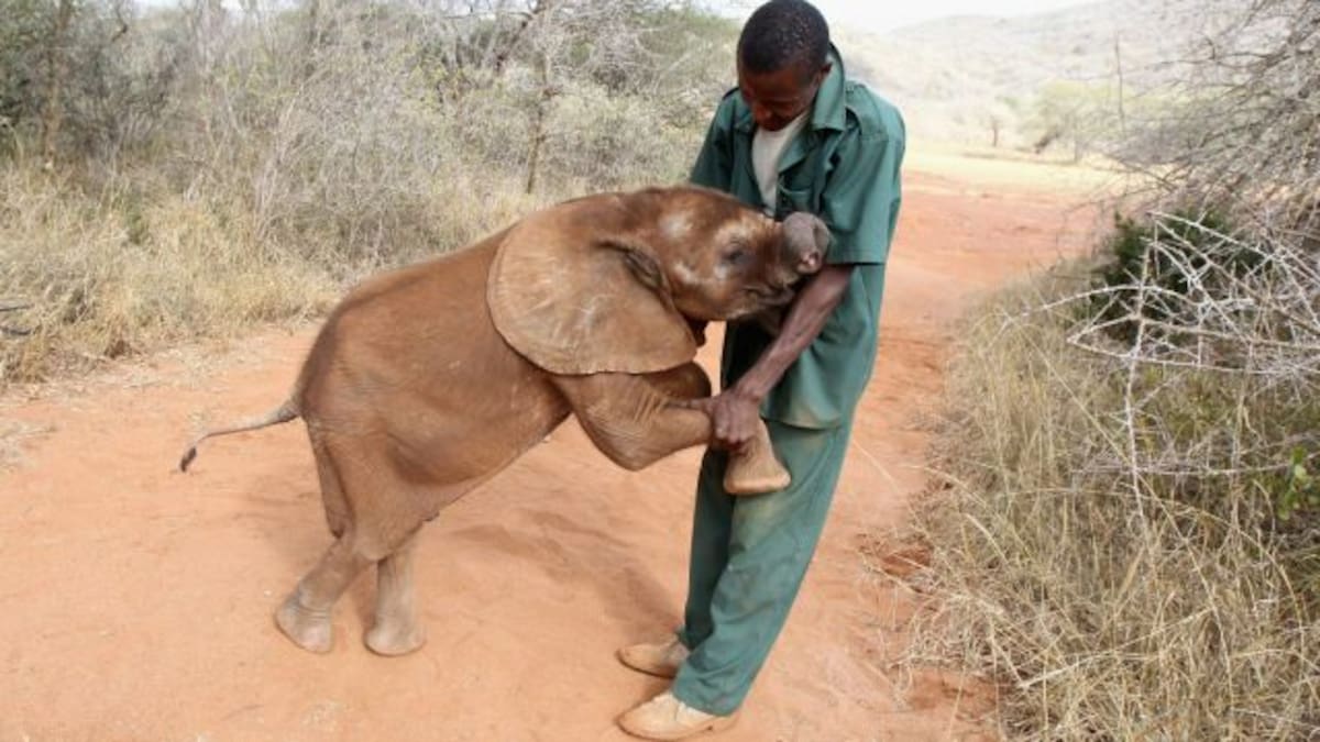 Esta elefanta salvó la vida de su cuidador