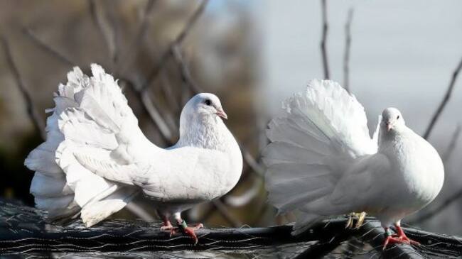 En el experimento una de las palomas se hizo dependiente