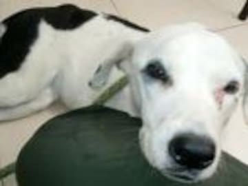 Muere perrita que esperó un mes a sus dueños en un aeropuerto