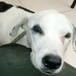 Muere perrita que esperó un mes a sus dueños en un aeropuerto