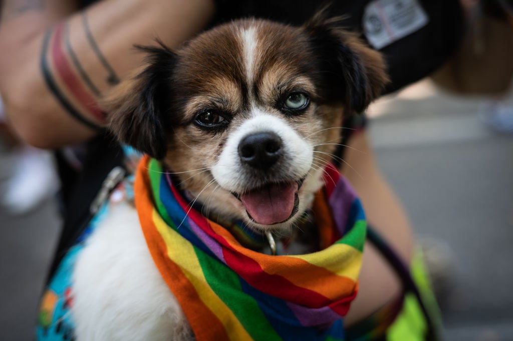 Existen pruebas que demuestran que la homosexualidad también existe en los animales