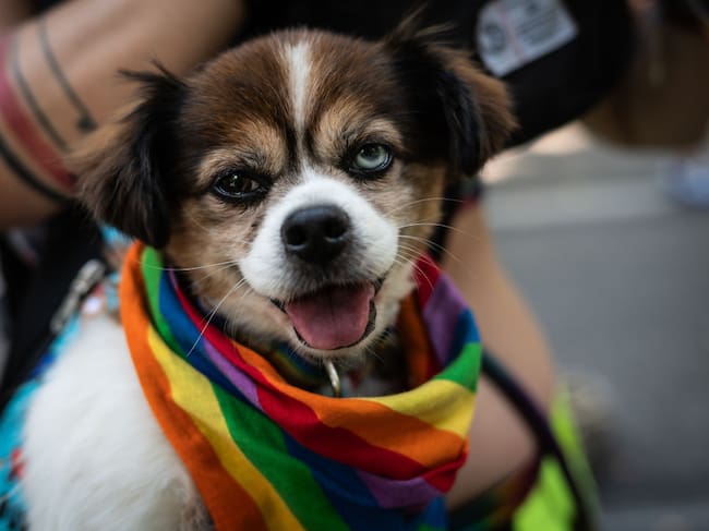 Existen pruebas que demuestran que la homosexualidad también existe en los animales