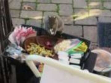 La ardilla ladrona de regalos navideños