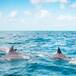Cientos de delfines son captados jugando en las costas de Oaxaca
