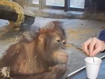 El orangután que se carcajea con la magia