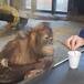 El orangután que se carcajea con la magia