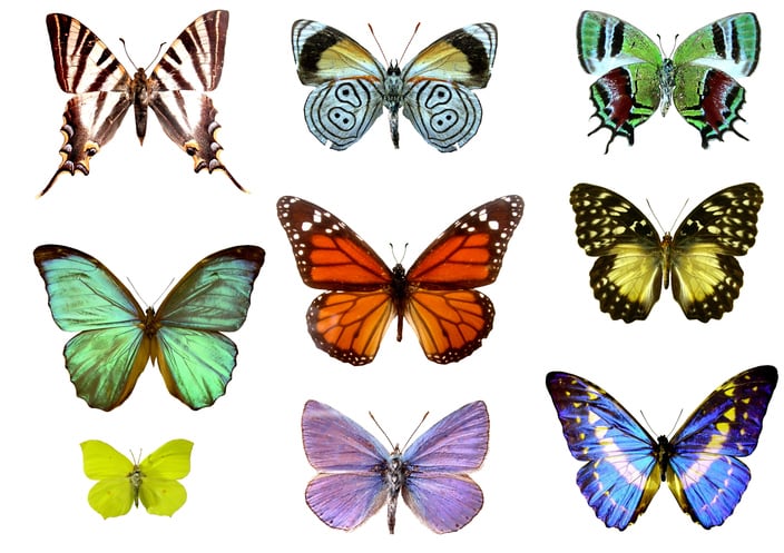 Mariposas de colores