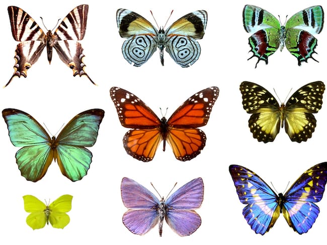 Mariposas de colores