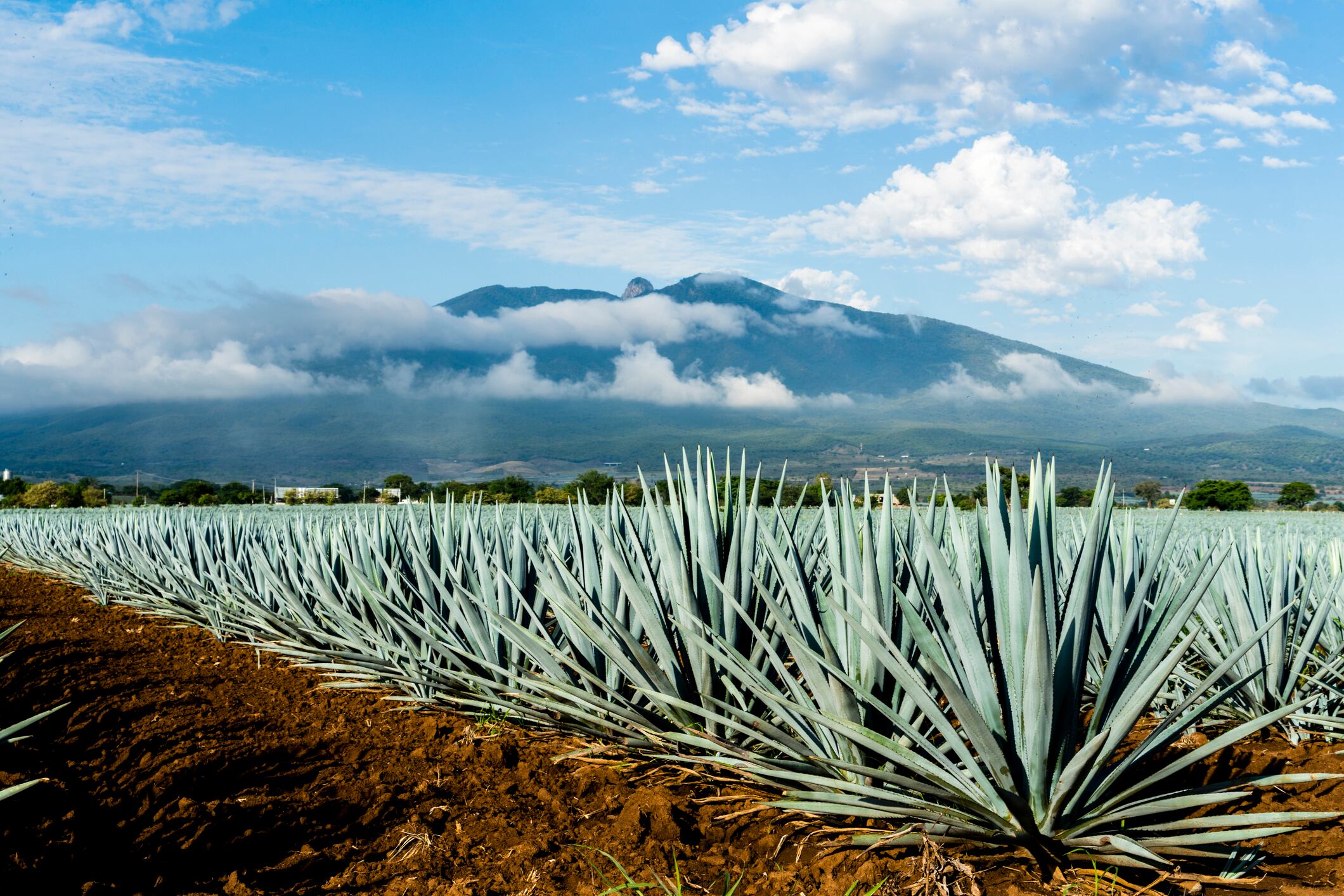 Agave mexicano