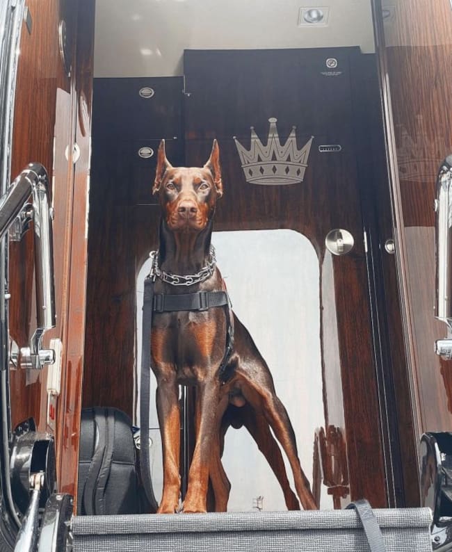 De sus tres mascotas, Buda es el más imponente de todos y luego de un juego, el perro se asustó y sin querer atacó a Maluma