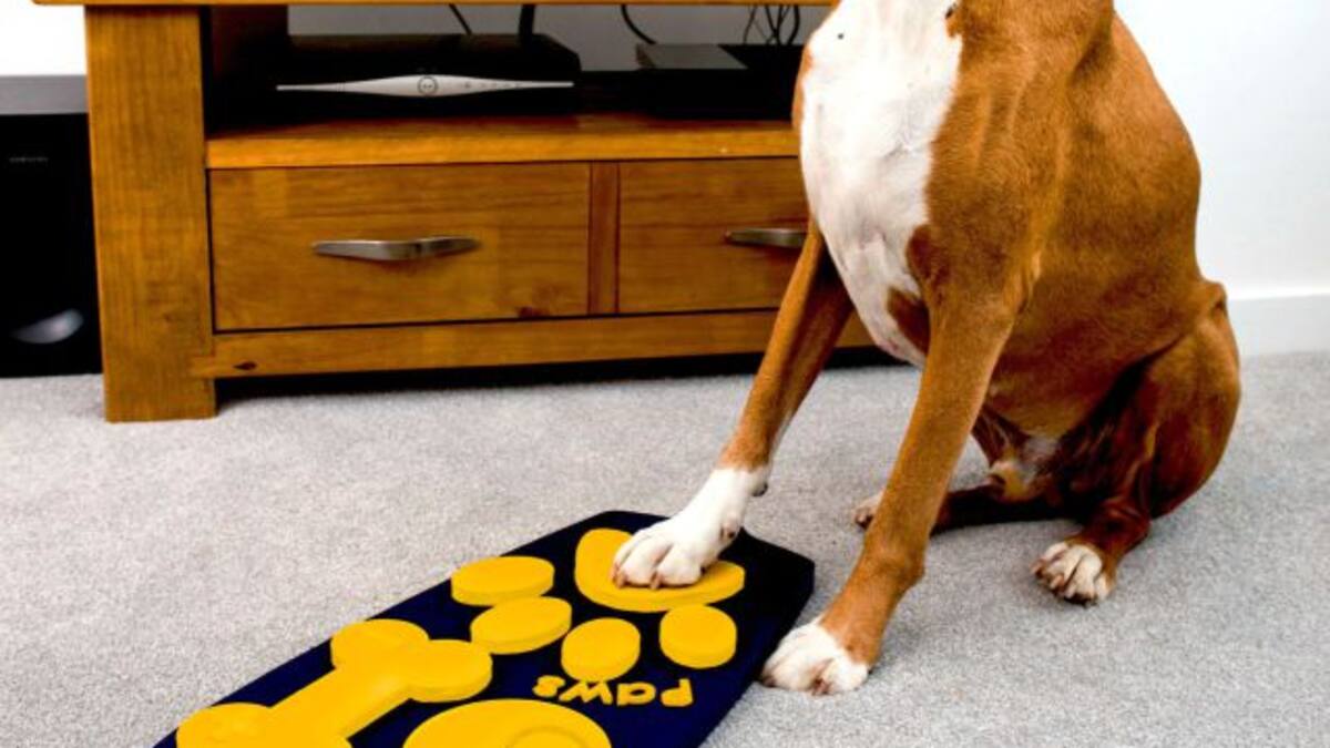 Inventan control remoto para perros