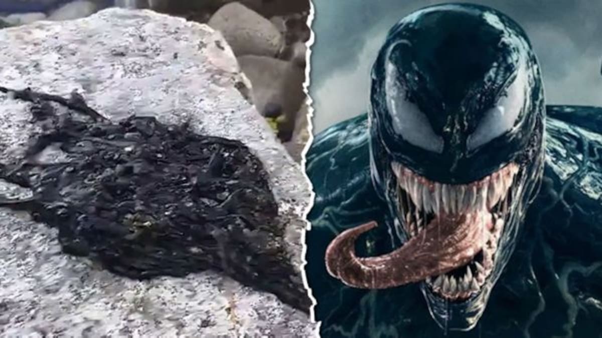 Se viraliza extraña criatura que comparan con Venom