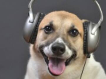 ¡Los perros prefieren el Rock!