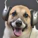 ¡Los perros prefieren el Rock!