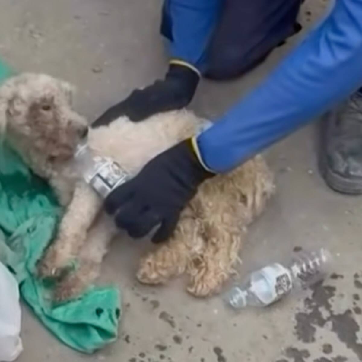 VIDEO|Conoce a Bailey, el perrito que sobrevivió 29 días atrapado bajo los escombros en Venezuela