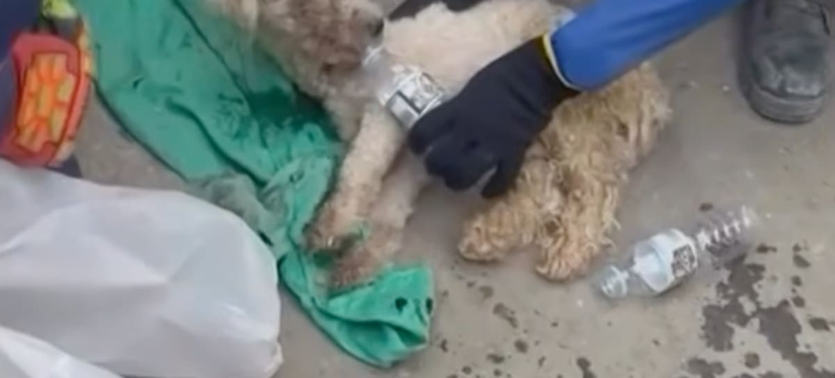 Bailey, el perrito que sobrevivió en el terremoto de Venezuela