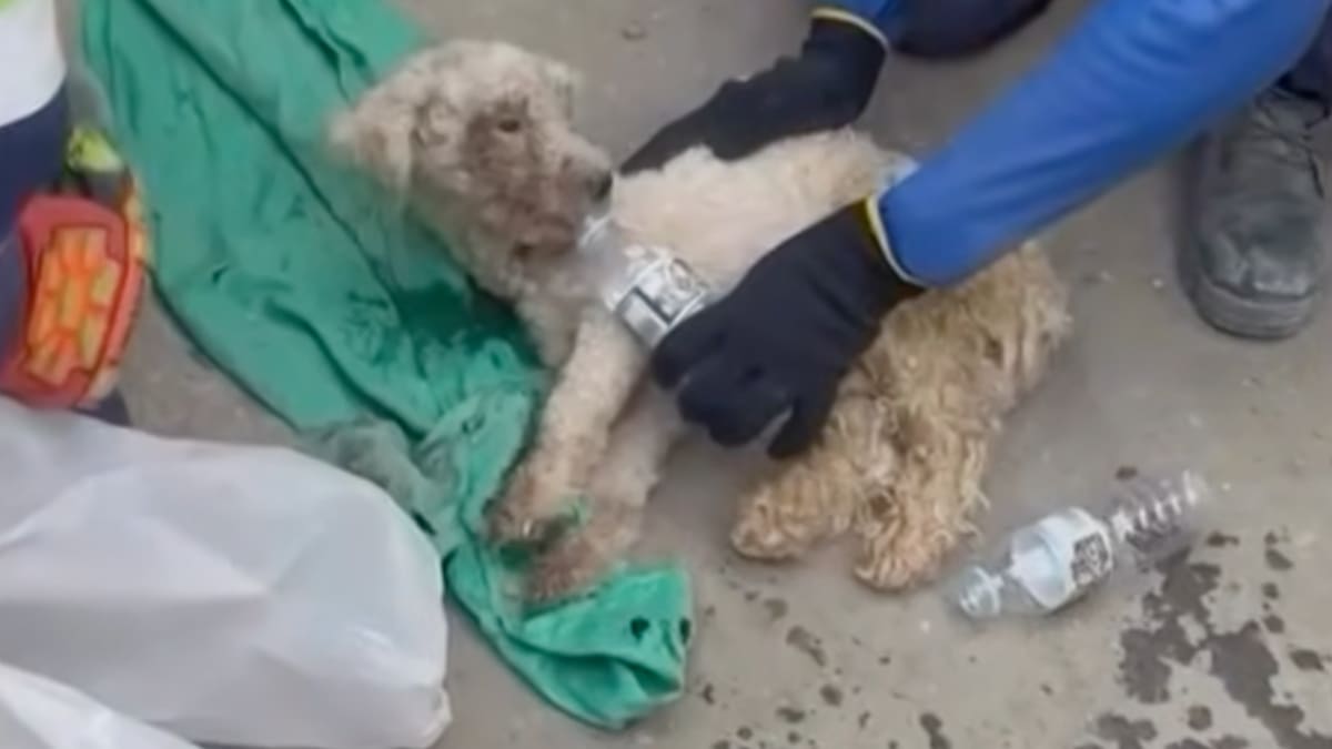 VIDEO|Conoce a Bailey, el perrito que sobrevivió 29 días atrapado bajo los escombros en Venezuela