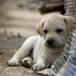 Adopciones y futbol