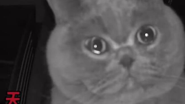 Gato llora a cámara de seguridad luego de quedarse solo en casa