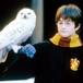 Harry Potter ¿responsable de extinción de animales?