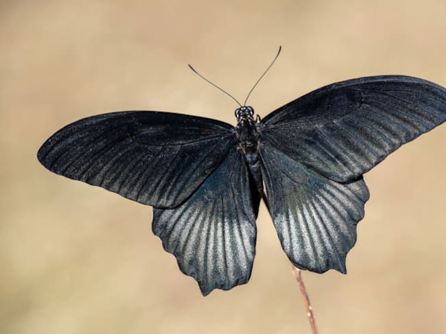 ¿En verdad son de mal augurio?