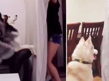 ESTE ES EL RETO QUE SORPRENDE A LAS MASCOTAS Y SE ESTÁ HACIENDO VIRAL