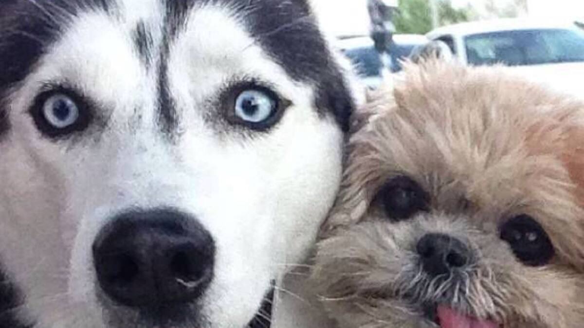 Unas selfies muy perrunas